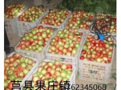 莒县果庄油桃水果图1