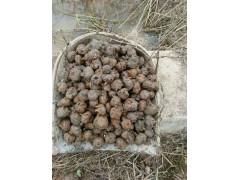 湖南邵阳特产农家正宗新鲜马蹄荸荠乌芋地栗清甜无渣水果图1
