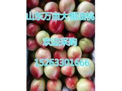 油桃水果图1