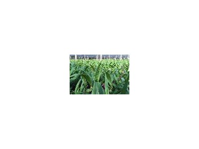 湖北百草堂白芨种植合作致富打造成功新未来图1