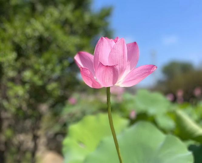 上海咨询人才落户电话undefined