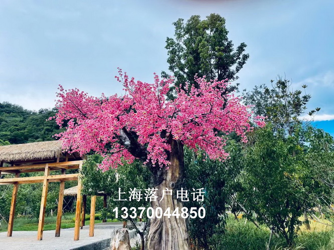 哪些大学留学可以落户上海,undefined