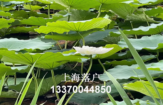上海市引进人才户口undefined