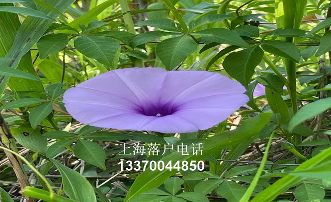 非婚子女上户口新政策,undefined