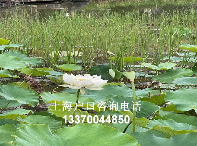 上海市户口人才引进新政策,undefined